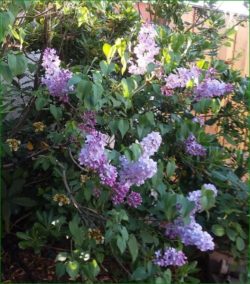 TaxMama's Lilacs in bloom - for the first time!